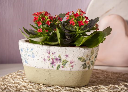 Zimmerpflanzen richtig platzieren Zimmerpflanzen richtig platzieren