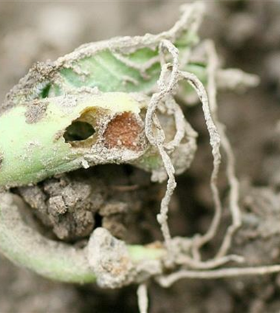 Absterben von Bohnenkeimlingen