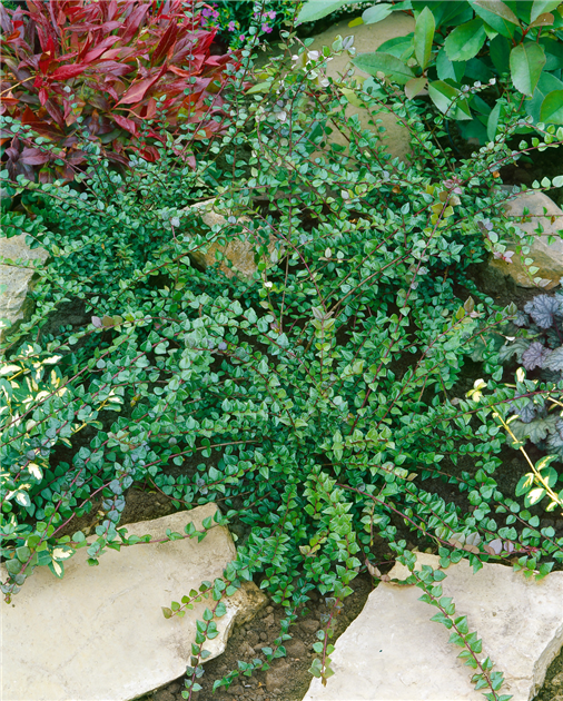 philodendron birkin large 4" Philodendron 'Birkin'  BWH Plant Co