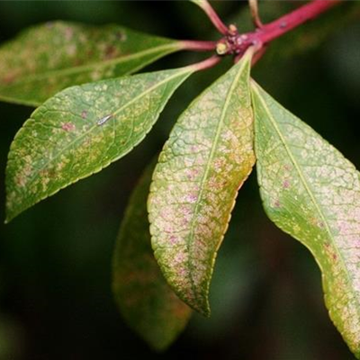 Andromeda-Netzwanze an Lavendelheide