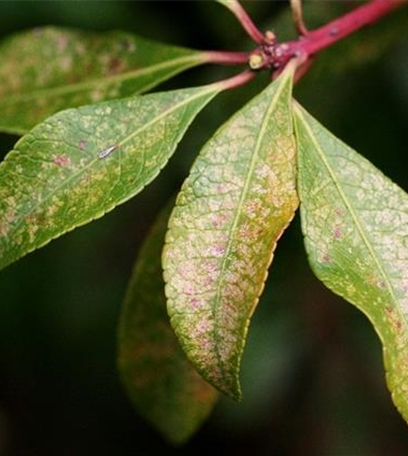 Andromeda-Netzwanze an Lavendelheide