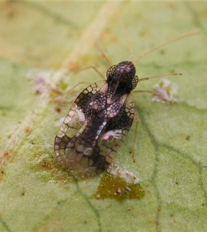 Andromeda-Netzwanze an Lavendelheide