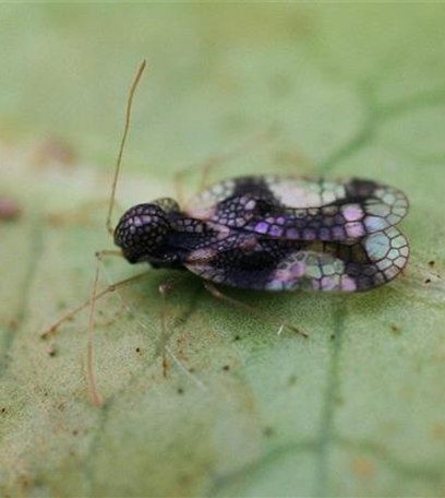 Andromeda-Netzwanze an Lavendelheide