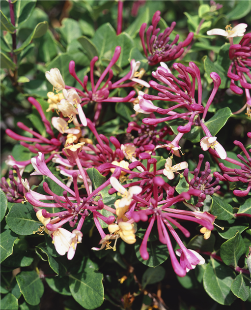 lonicera nitida kugel kaufen Lonicera nitida / Heckenmyrthe
