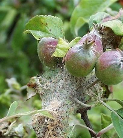 Apfelbaumgespinstmotte 