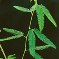 Mimosa pudica