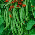 Phaseolus coccineus 'Preisgewinner'