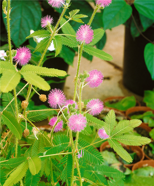 Mimosa pudica, Mimose