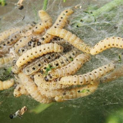 Gespinstmotte an Spindelsträuchern