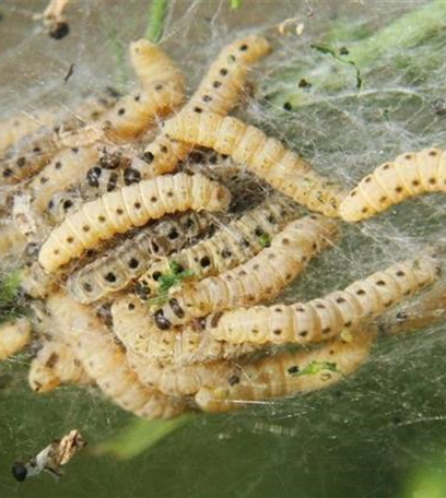 Apfelbaumgespinstmotte 