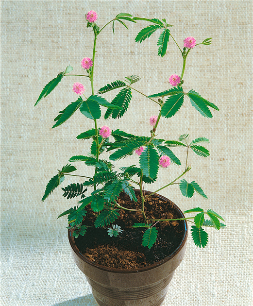 Mimosa pudica, Mimose