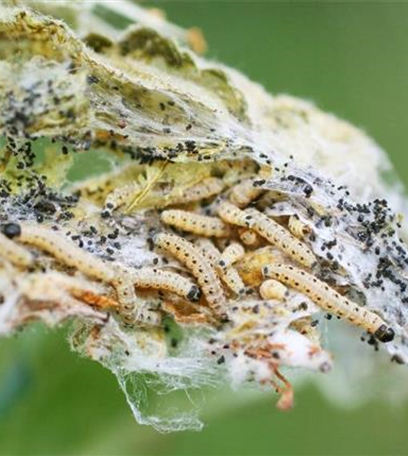 Apfelbaumgespinstmotte 