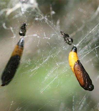 Apfelbaumgespinstmotte 