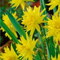 Narcissus 'Rip Van Winkle'