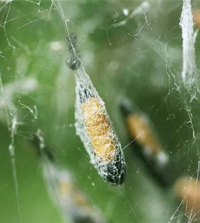 Apfelbaumgespinstmotte 