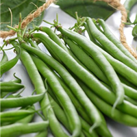 Phaseolus vulgaris var. nanus Negra