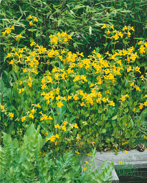 Mimulus-luteus-1200x630-proportionalbiggest.webp