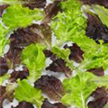 Lactuca sativa var. crispa 'Babyleaf'