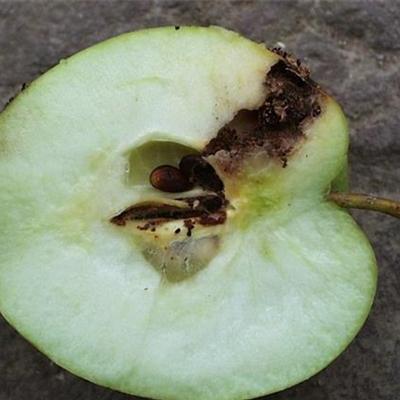 Apfelwickler an Birnen