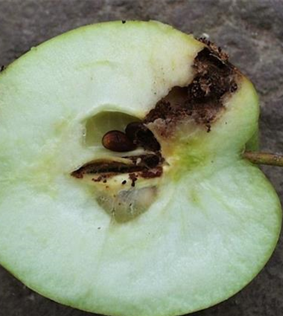 Obstmade oder Apfelwickler