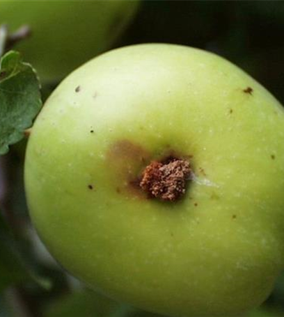 Obstmade oder Apfelwickler