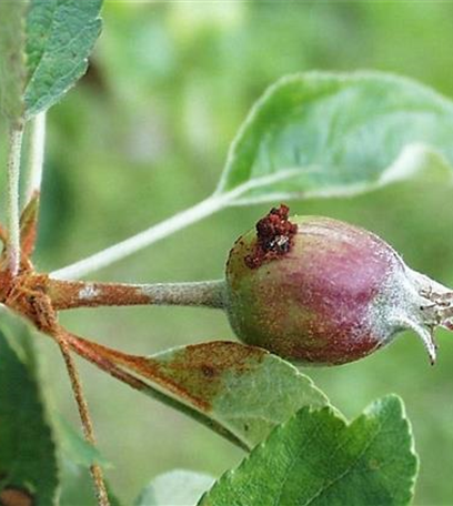 Obstmade oder Apfelwickler