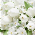 Narcissus tazetta 'Paperwhite'