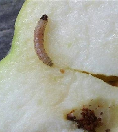 Obstmade oder Apfelwickler