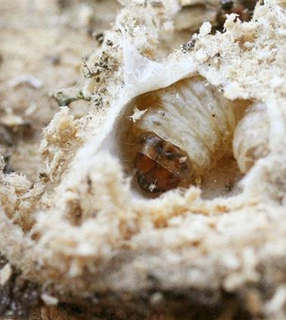 Apfelwickler an Birnen