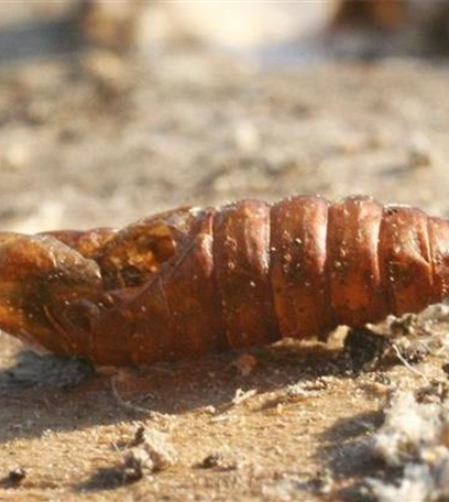 Obstmade oder Apfelwickler