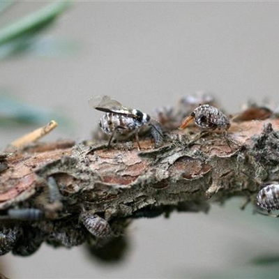 Baum- oder Rindenläuse am Lebensbaum