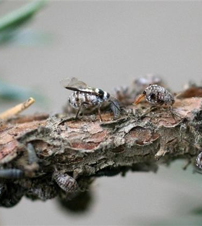Baum- oder Rindenläuse am Lebensbaum