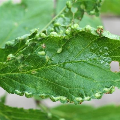 Beutelgallmilbe an Pflaumen und Zwetschen