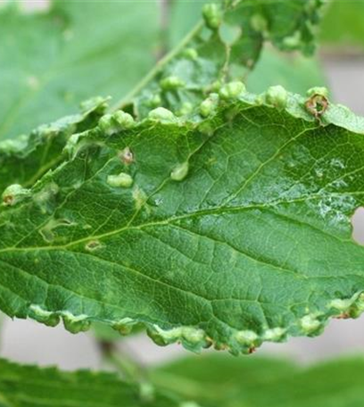 Beutelgallmilbe an Pflaumen und Zwetschen