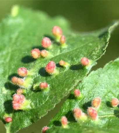 Beutelgallmilbe an Pflaumen und Zwetschen