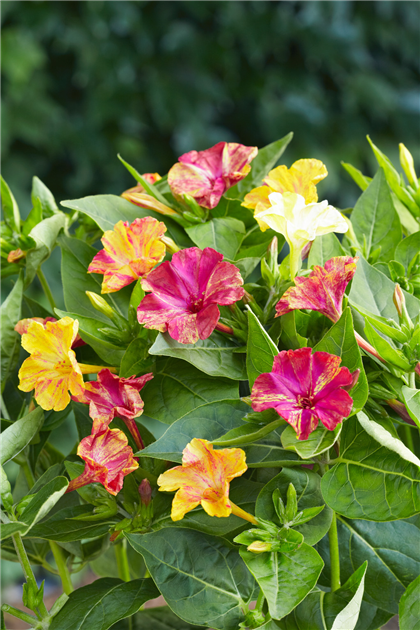 Mirabilis jalapa, Wunderblume