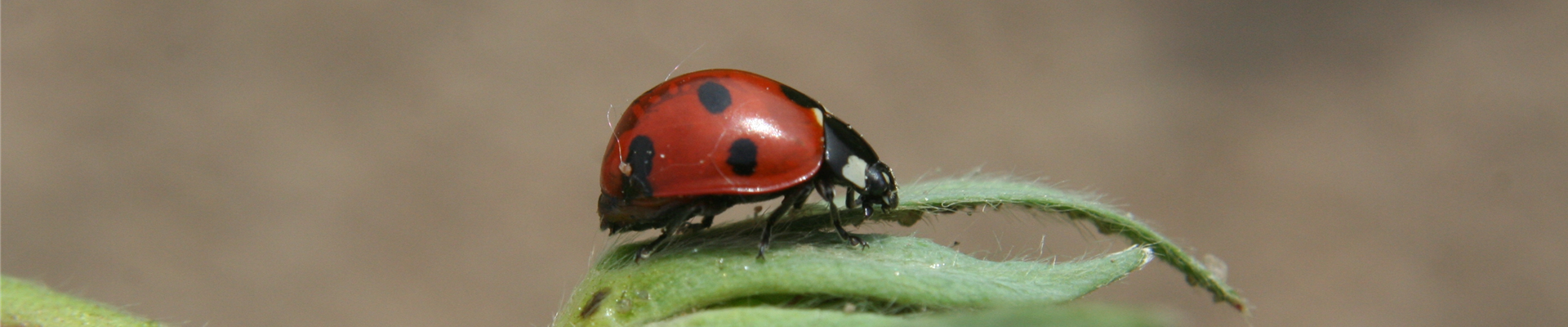 Marienkäfer siebenpunkt 2 24.04