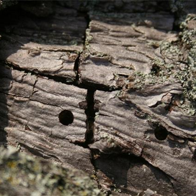 Birnbaumprachtkäfer