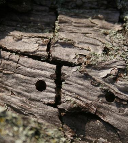 Birnbaumprachtkäfer