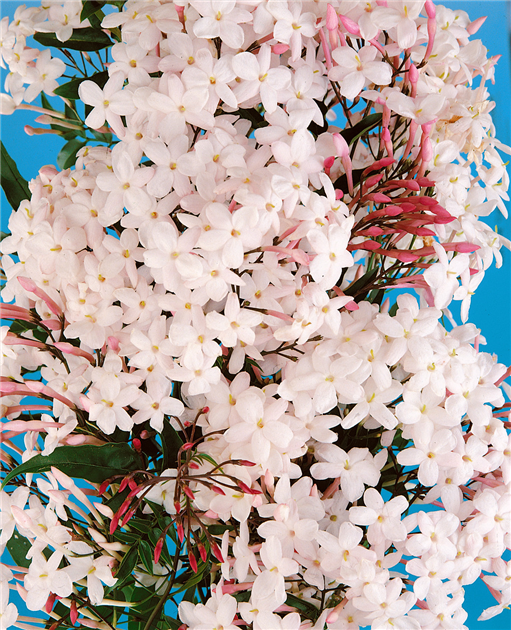 Jasminum polyanthum, Zimmer-Jasmin