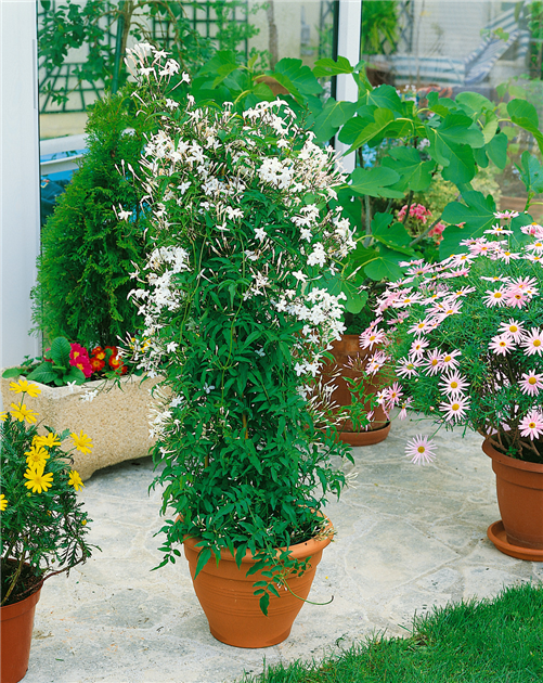 Jasminum polyanthum, Zimmer-Jasmin