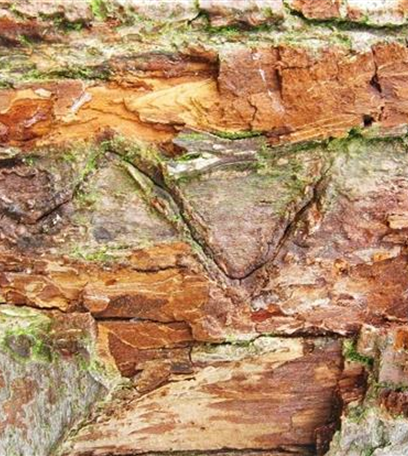 Birnbaumprachtkäfer