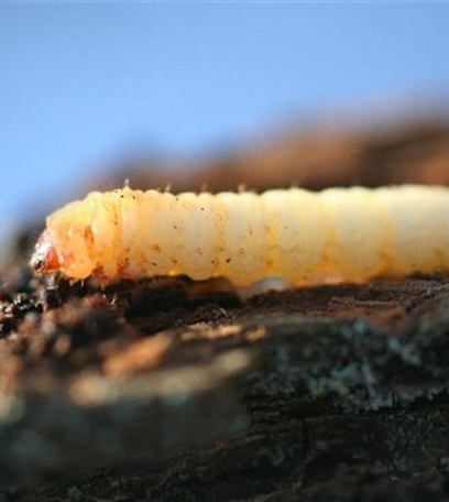 Birnbaumprachtkäfer