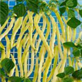 Phaseolus vulgaris var. vulgaris 'Neckargold'