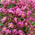 Lagerstroemia indica 'Raspberry Sundae'