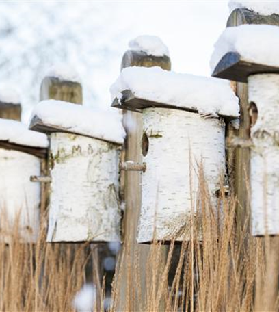 Fettfutter für Vögel herstellen – Reserven für den Winter