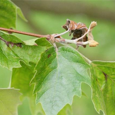 Blattbräune an Platanen