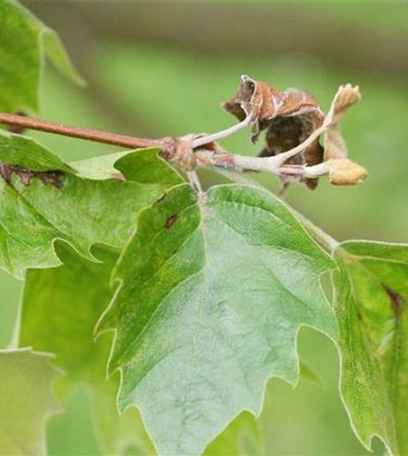 Blattbräune an Platanen