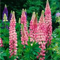 Lupinus polyphyllus 'Schloßfrau'