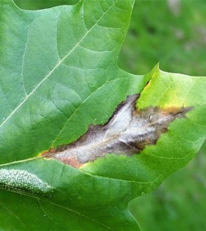 Blattbräune an Platanen